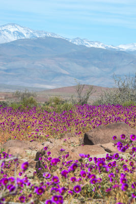 Atacama Desert Bloom
