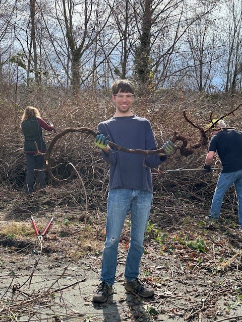 A young man dressed in jeans and a blue sweatshirt holds a large ivy root while people behind him remove blackberry bushes