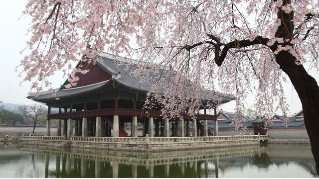 Korea cherry blossoms