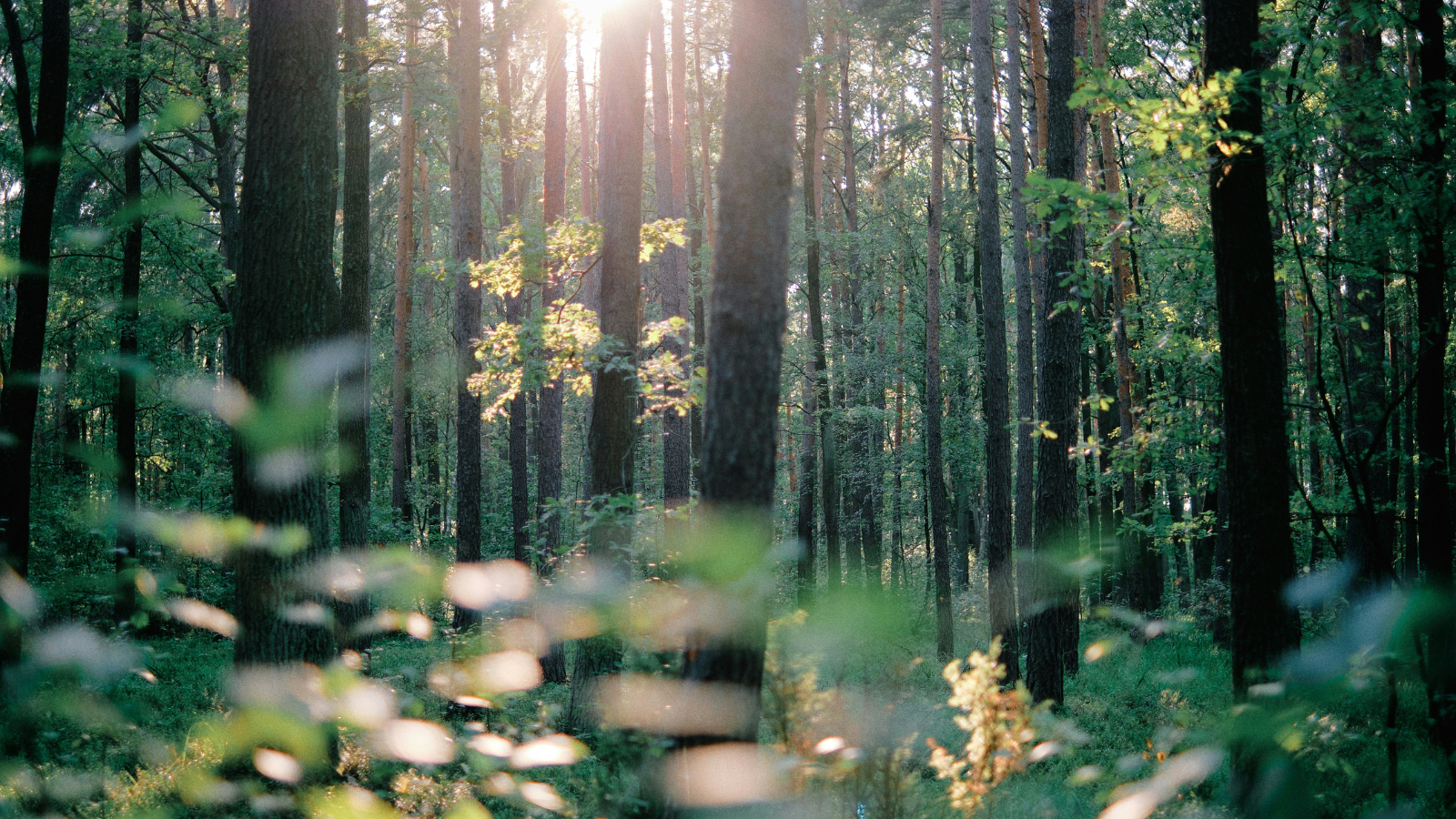 CCBI: Webinar Recording on Religious & Spiritual Aspects of Suffering
