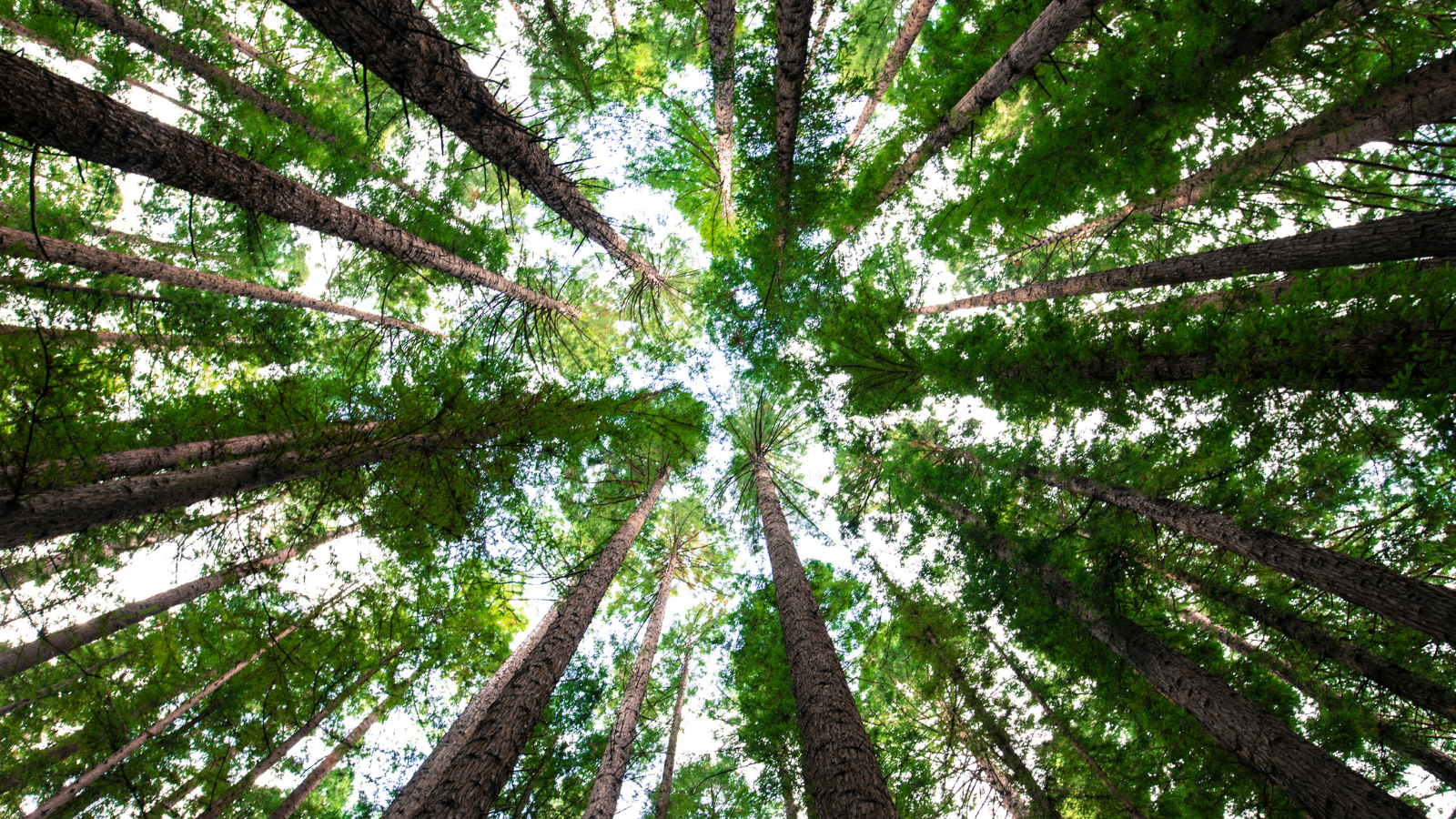 Trees of Life: Forests, Faith, and Our Future